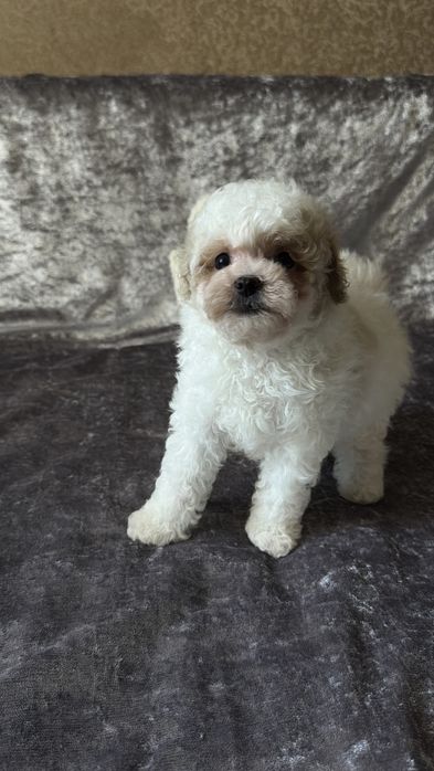 Хлопчик горопчик