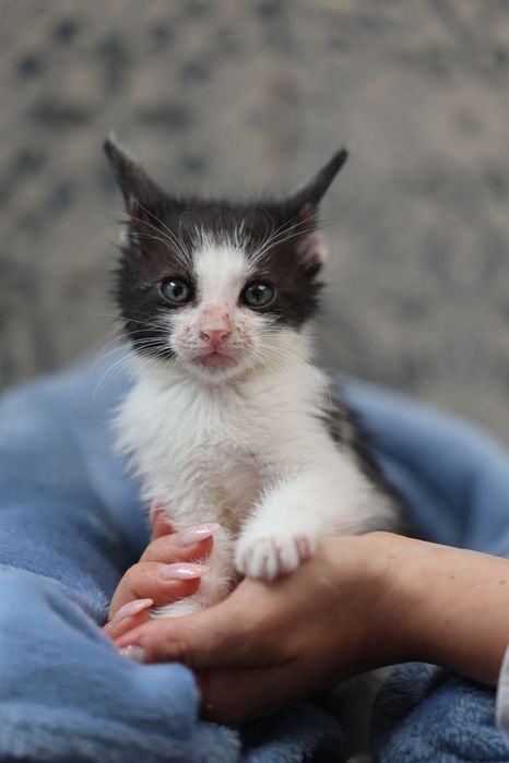 Kocięta do adopcji
