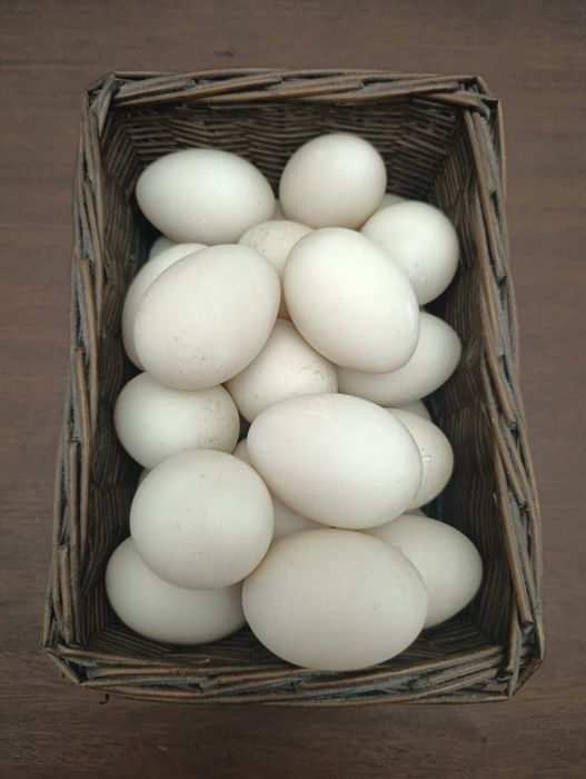 Vendo Ovos caseiros de pata e galinha (mais difícil)