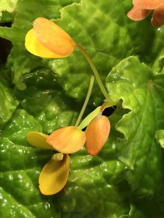Бегония Buttercup