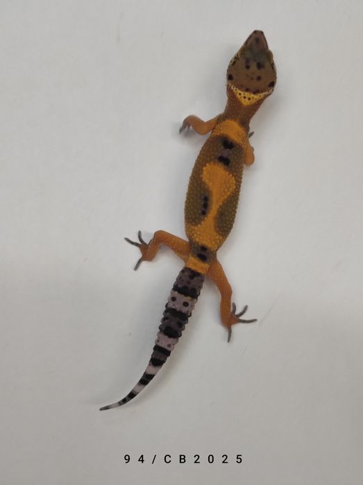 Gekon Lamparci Młody Lublin