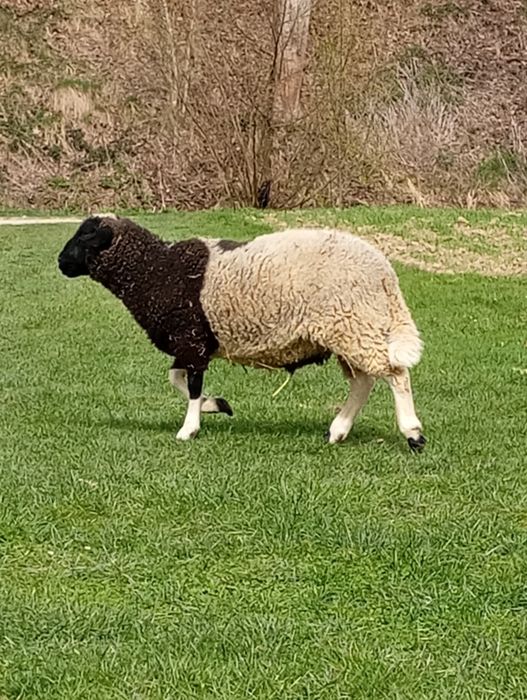 Sprzedam baranka dorper