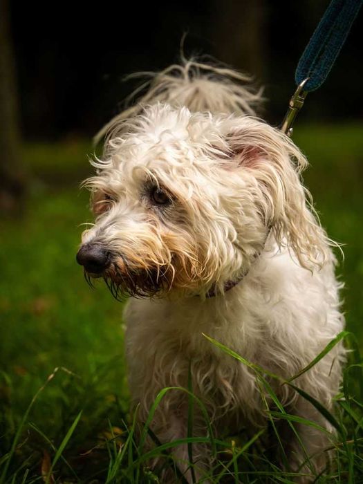 Mały biały Max w typie bolończyk, bichon, pudel