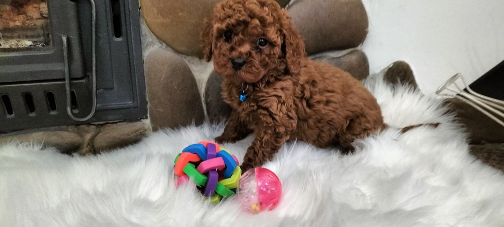 Шикарні пуделята