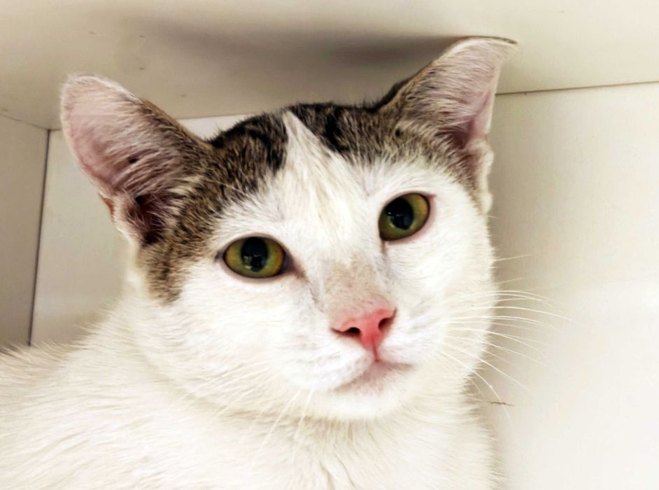 Ясік, 10 місяців — муркотливий котик шукає дім // кіт кошеня кішка