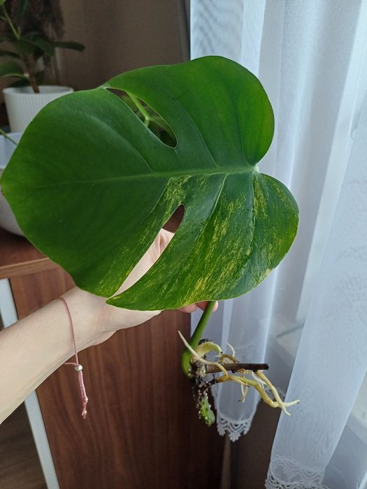 Monstera marmorata