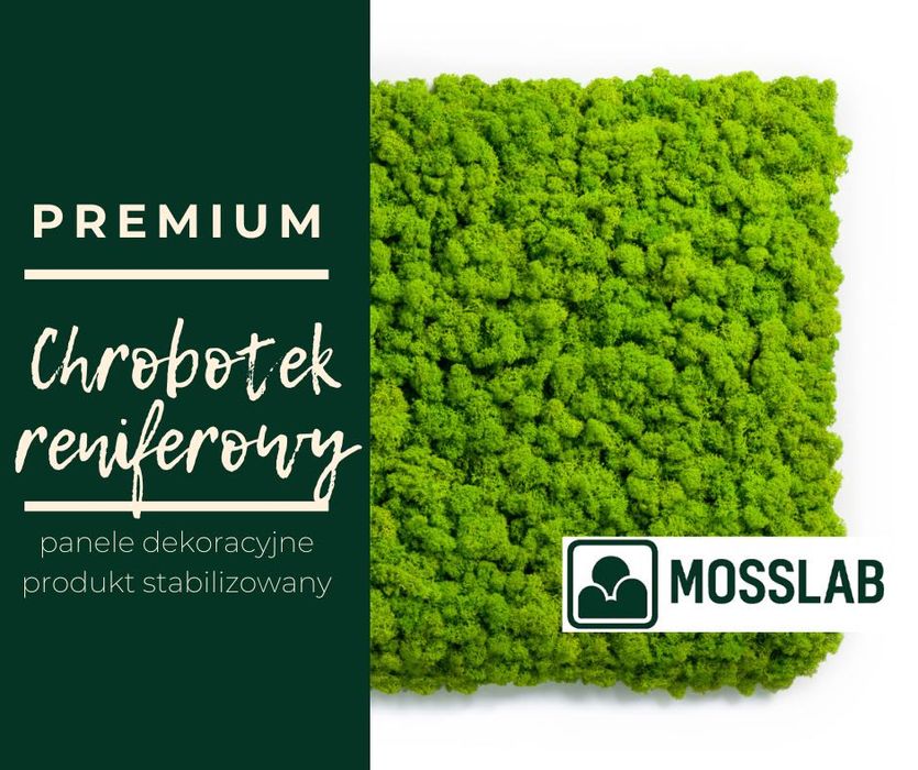 Chrobotek reniferowy PREMIUM, panele dekoracyjne z mchu 50 x 50 cm