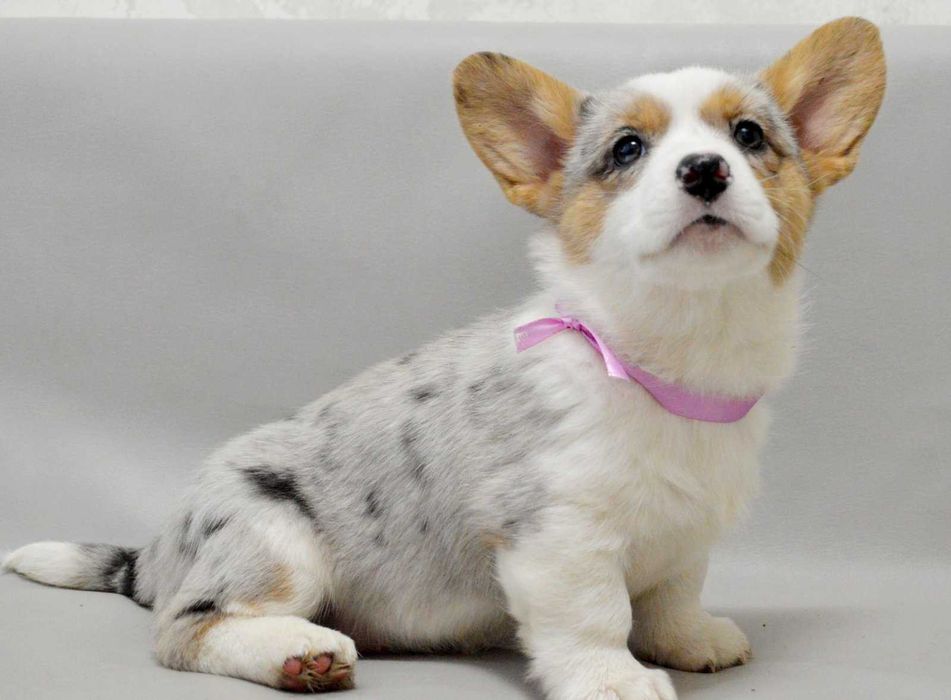 REZERWACJA Welsh Corgi Cardigan – Betsy | ur. 13.10.2025