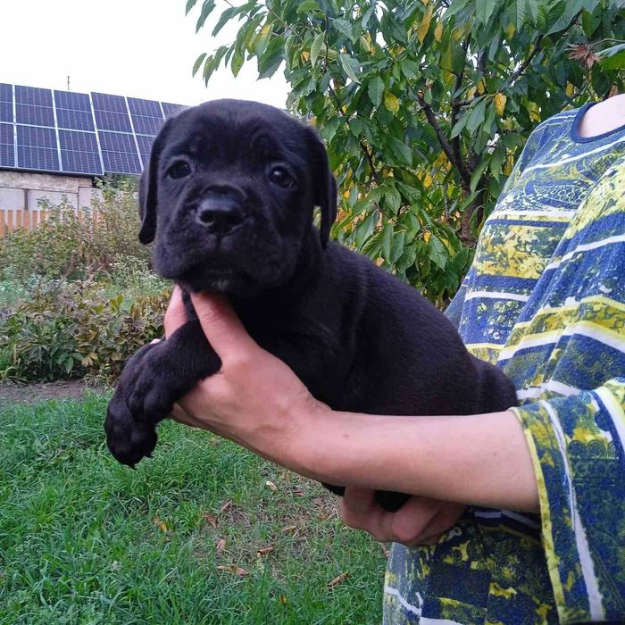 Кане Корсо цуценята