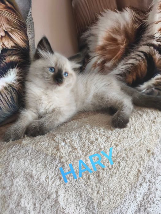 Cudowny kocur  Magiczny Sen*PL .  REZERWACJA