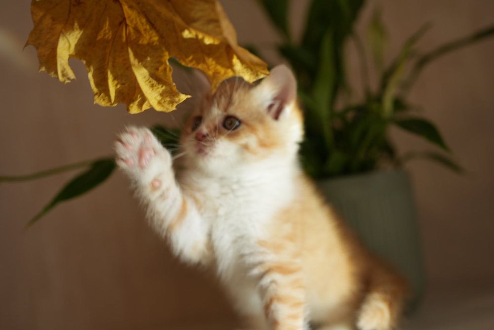 Котенок Экзот/Британец девочка