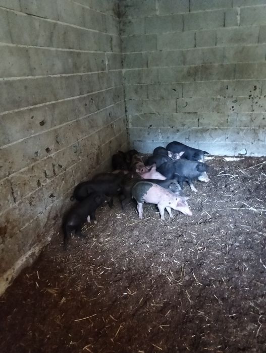 Vendo Leitões Prontos Para Entrega