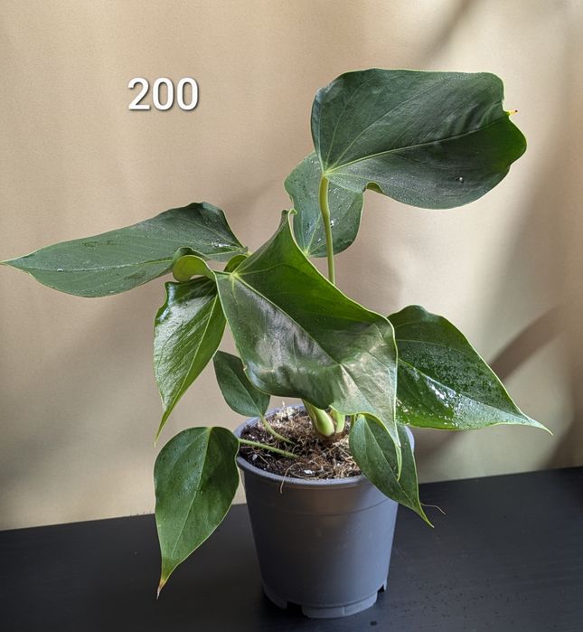 Антуріум білий Ліллі та інші 9 сортів