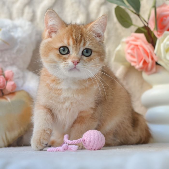 Британський котик Oнikс