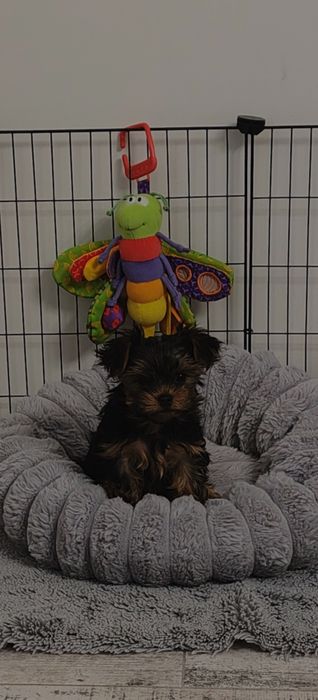 Sprzedam suczkę York