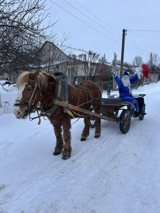 Обменяю или продам лошадь