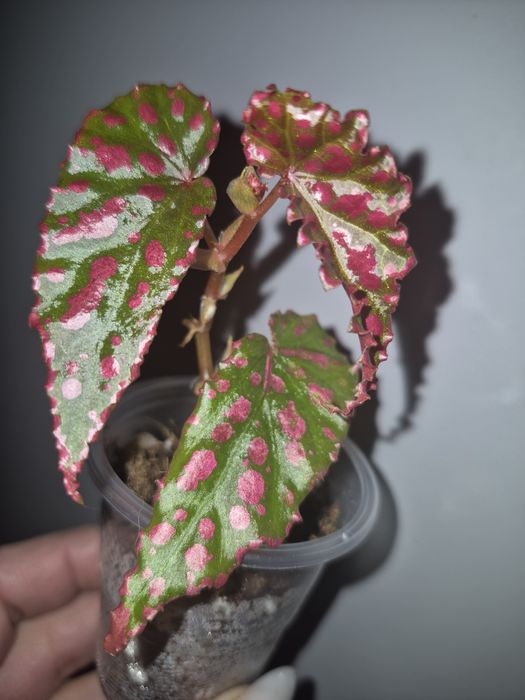 Колекційні бегоніі