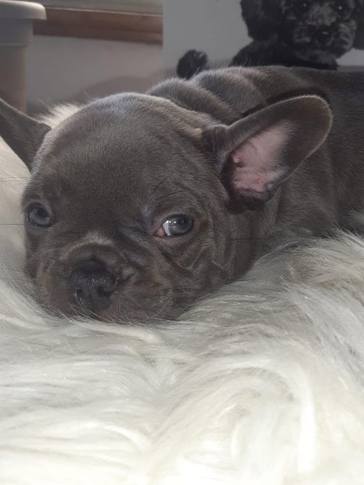 Bulldog Francês Menino