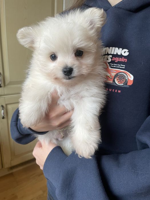 Pomapoo mini pies mix szpic miniaturowy pomeranian & pudel toy