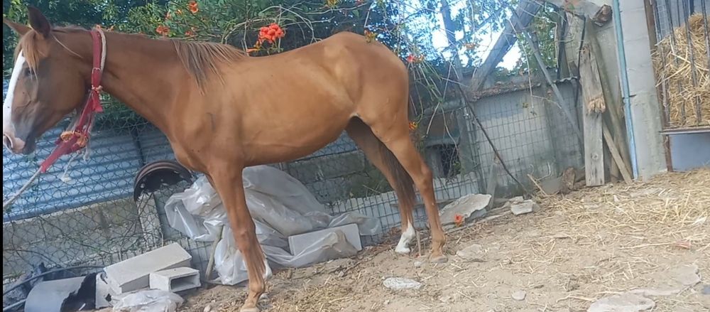 Egua lusitana 5 anos