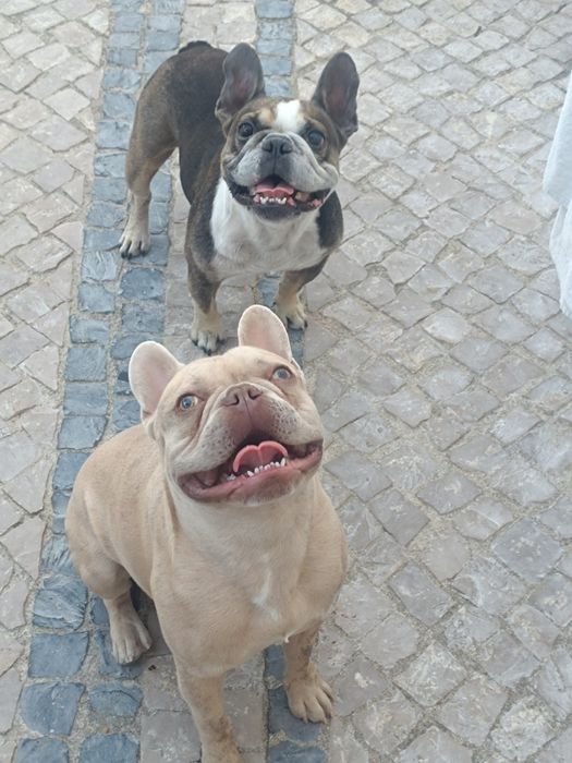 Buldog frances sob orçamento