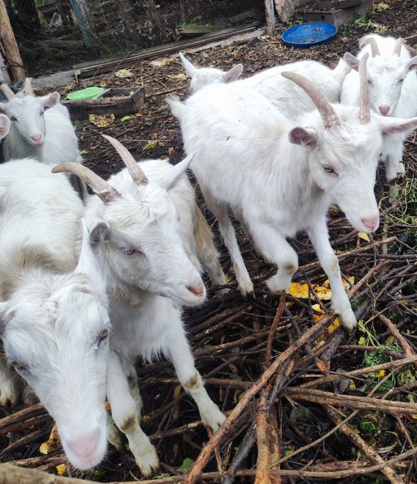 Молоденькі козочки та козлики