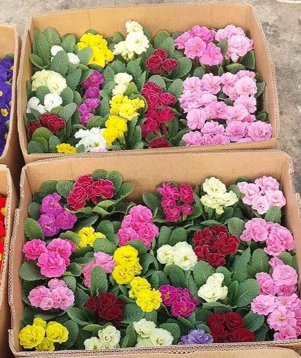 Примула, гіацинт, цикламен, вілла, гвоздика,квіти, 8 березня