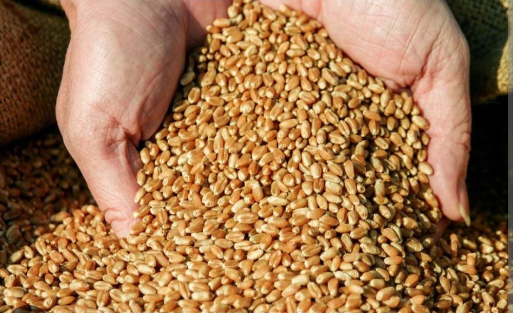 Продам пшеницю Кирнасівка