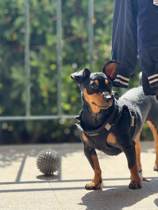 Pinscher macho para adoção – 2 anos, castrado