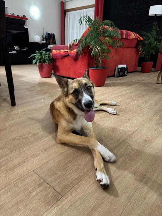 Cachorrao 1 ano dá-se bem com caes e gatos