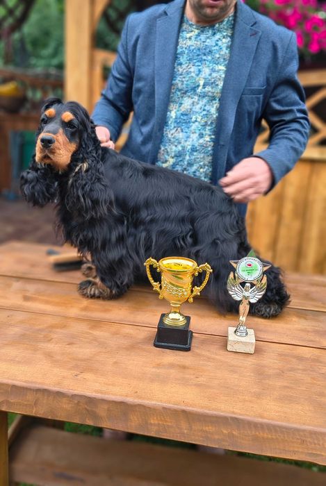cocker spaniel angielski piękny piesek