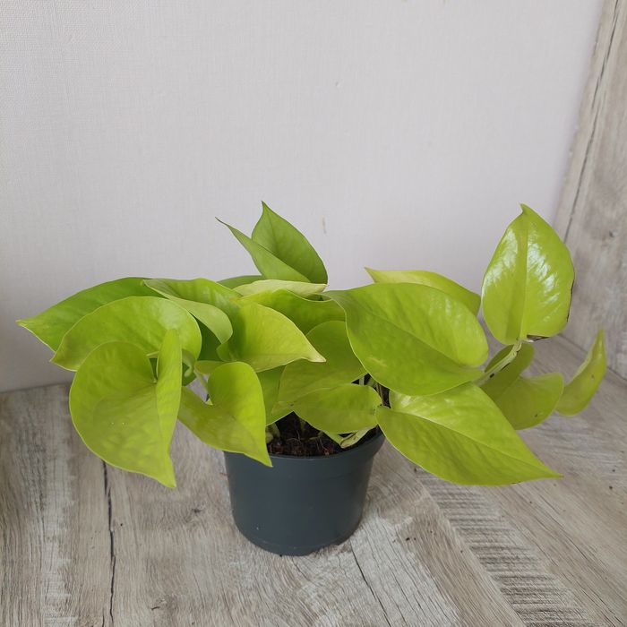 Сциндапсус эпипремнум Golden Pothos, Marble queen N-joy gold Global g ...