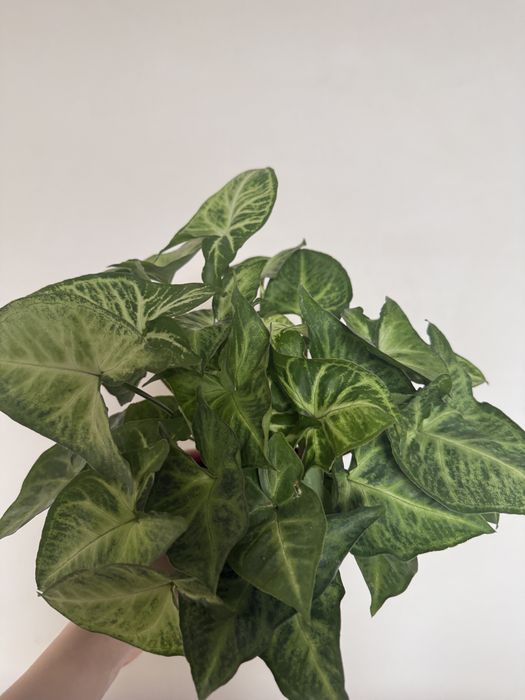 Syngonium – duża, gęsta roślina