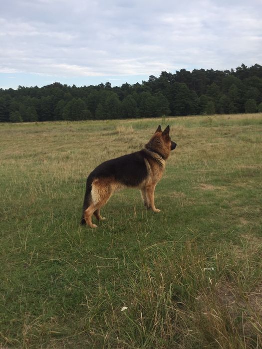 Вязка собаки