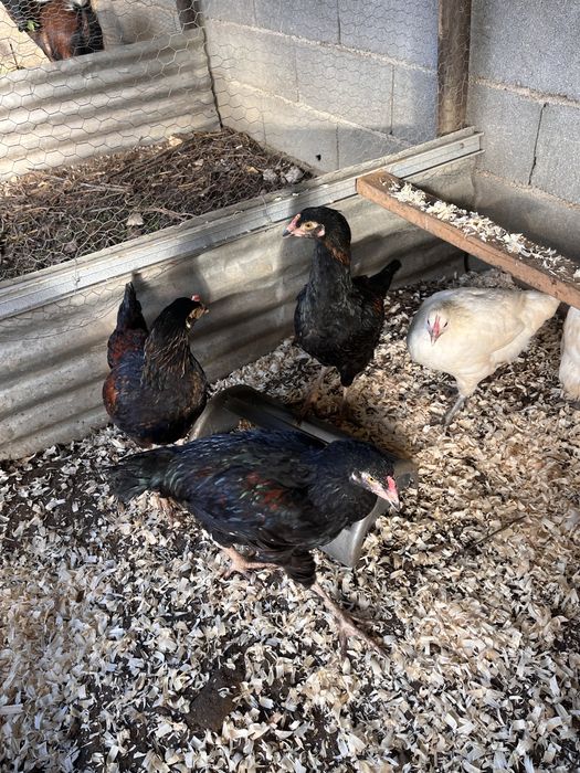 Filhos Indio Gigante com botadeira