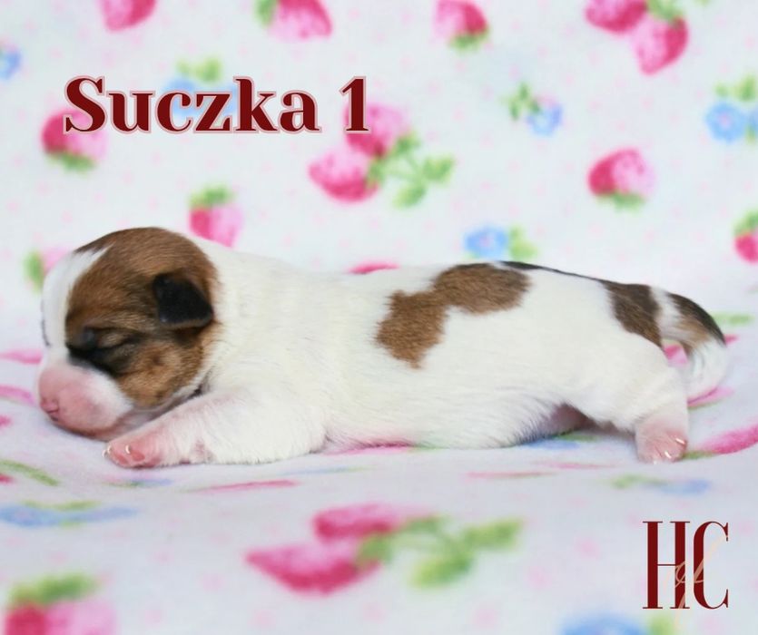 Suczka szorstkowłosa TRIXIE Jack Russell Terrier ZKWP FCI