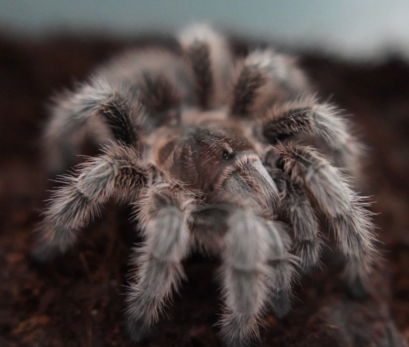 Skakun królewski Phidippus regius SAMICA white bahamas SKAKUNY L8