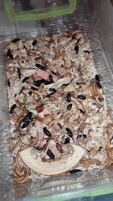 Муравьи пожарники, pachycondyla rufipes, формикарий в комплекте