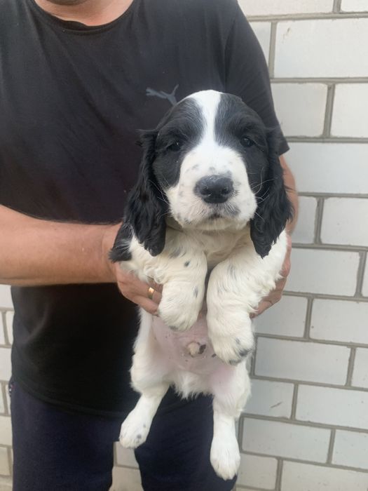 Продам щенят Спаніельчиків