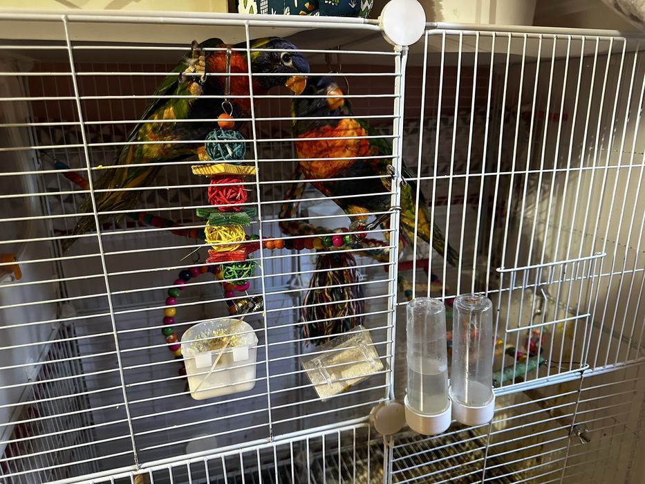 Passaros dois passaros loris, com muito menos de 1 ano