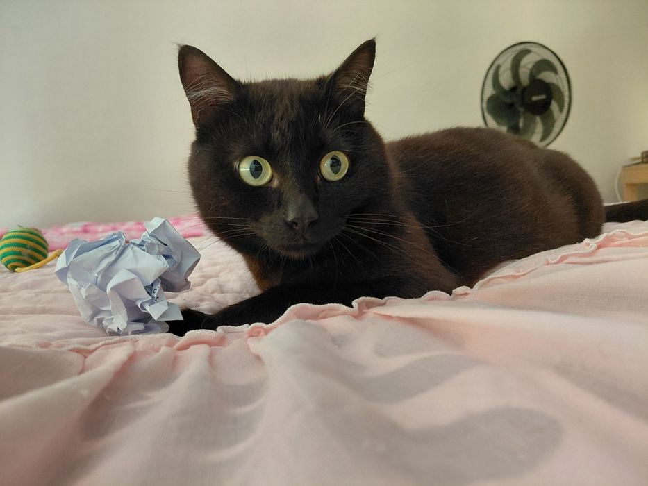 Pantera- gatinho super meigo para adoção responsável