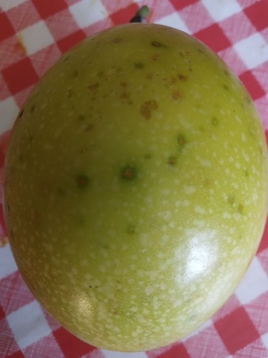 Plantas Maracujá banana ? o Poderoso Resistente.