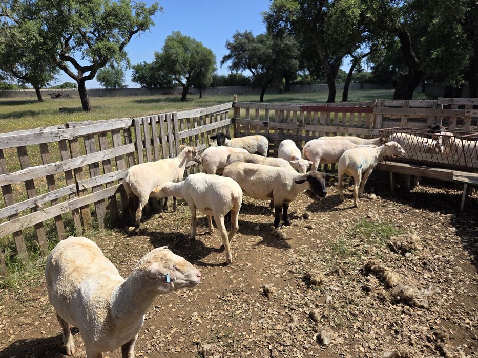 Ovelhas Suffolk Merinas etc