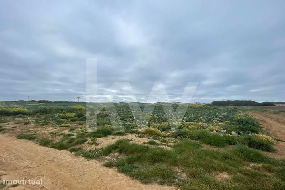 Terreno Agrícola em Peniche com mais de 1ha - Atouguia da Baleia — Atouguia da Baleia, Leiria