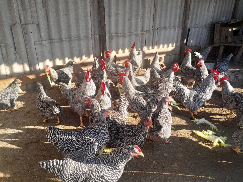 Продам півнів амрокс