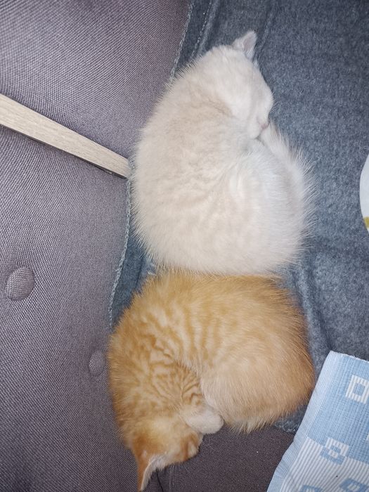 Котенки скотиш страйд {прямоухие} и {веслоухие} осталось две)))