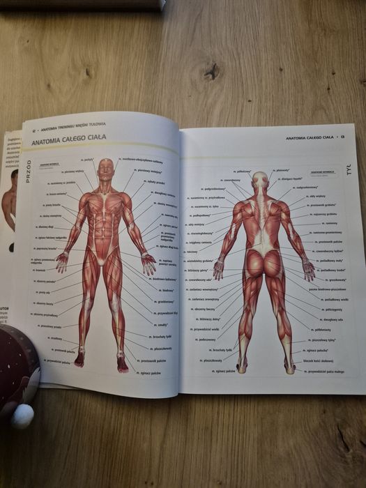 Anatomia treningu mięśni tułowia