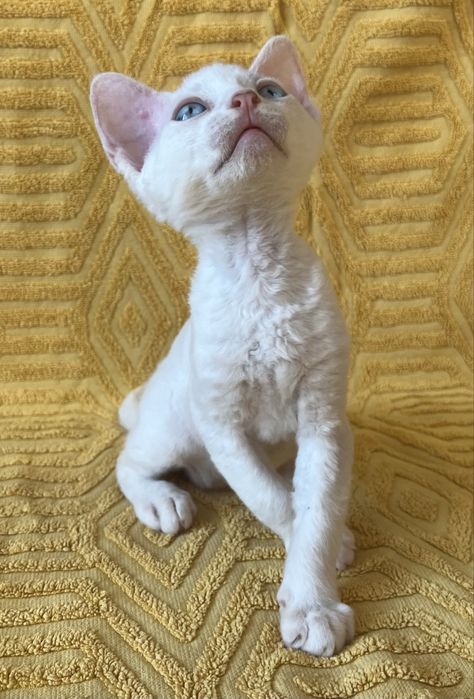 Кошенята Девон Рекс