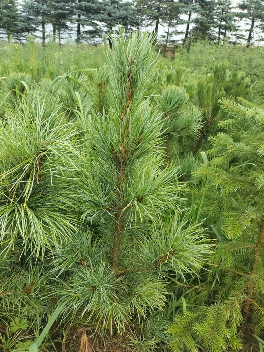 Sosna żółta donica 5l