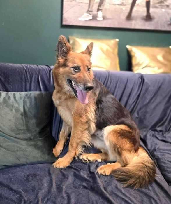 Cudna, kochana, tulasna, porzucona, sunia prosi o dom